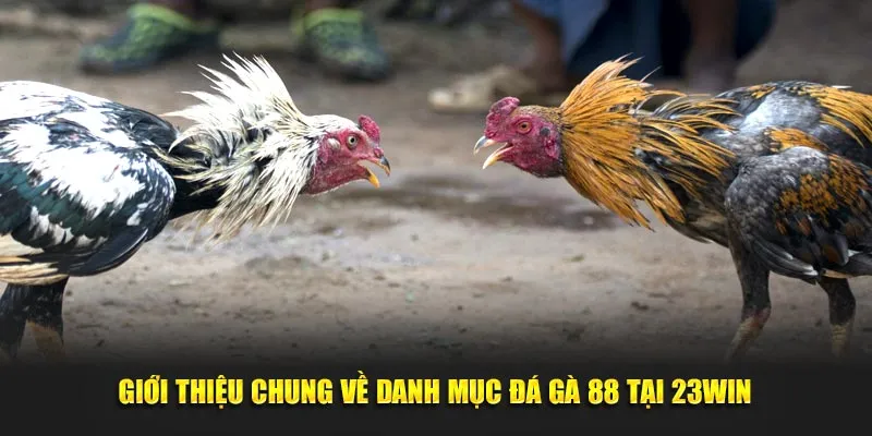 Giới thiệu chung về danh mục đá gà 88 tại 23win