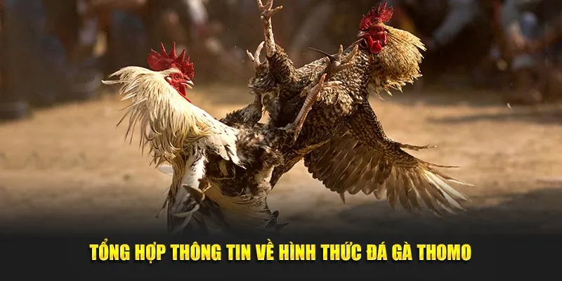 Tổng hợp thông tin về hình thức đá gà Thomo thú vị 