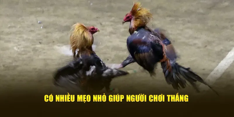 Có nhiều mẹo nhỏ giúp người chơi thắng 