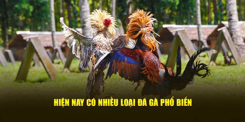 Hiện nay có nhiều loại đá gà phổ biến