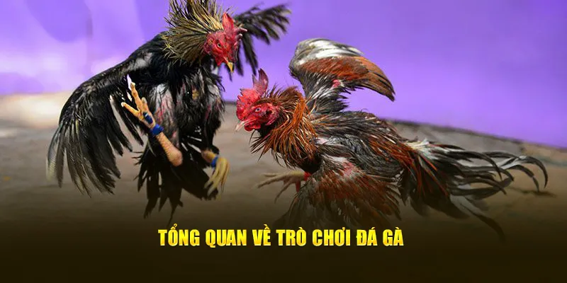 Đôi điều cơ bản về trò chơi đá gà  